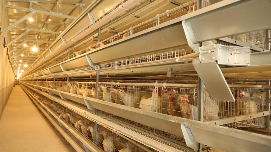 远卓农牧资讯-自动化养殖设备有哪些-自动化养鸡笼多少钱-河南远卓农